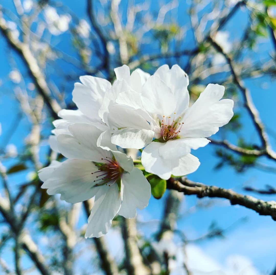 元ちとせさんのインスタグラム写真 - (元ちとせInstagram)「おはようございます❣️ 今日の島は小雨☂️ 昨日のお散歩で気が付いたんですが。。。こんな時期に桜🌸❓発見🧐 桜と青空のコントラストは素晴らしかったです。 穏やかな一日をお過ごしくださいね😊  #お散歩 #発見 #季節外れの桜🌸 #桜だと思ってるけど #違ったらごめんなさい🙇‍♀️」5月2日 9時30分 - hajimechitose.official