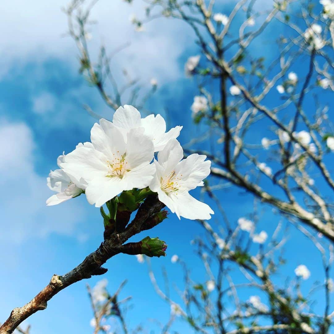 元ちとせさんのインスタグラム写真 - (元ちとせInstagram)「おはようございます❣️ 今日の島は小雨☂️ 昨日のお散歩で気が付いたんですが。。。こんな時期に桜🌸❓発見🧐 桜と青空のコントラストは素晴らしかったです。 穏やかな一日をお過ごしくださいね😊  #お散歩 #発見 #季節外れの桜🌸 #桜だと思ってるけど #違ったらごめんなさい🙇‍♀️」5月2日 9時30分 - hajimechitose.official