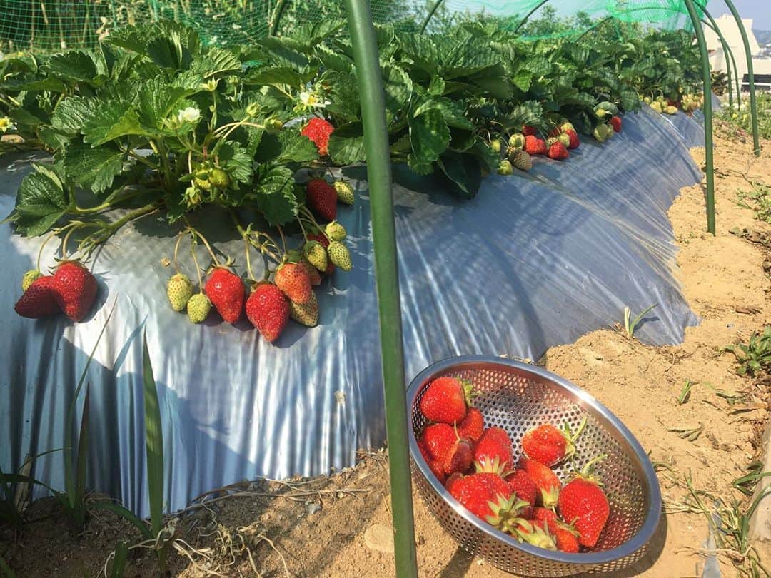 小西神士さんのインスタグラム写真 - (小西神士Instagram)「#イチゴ#strawberry」5月2日 10時32分 - shinji_konishi