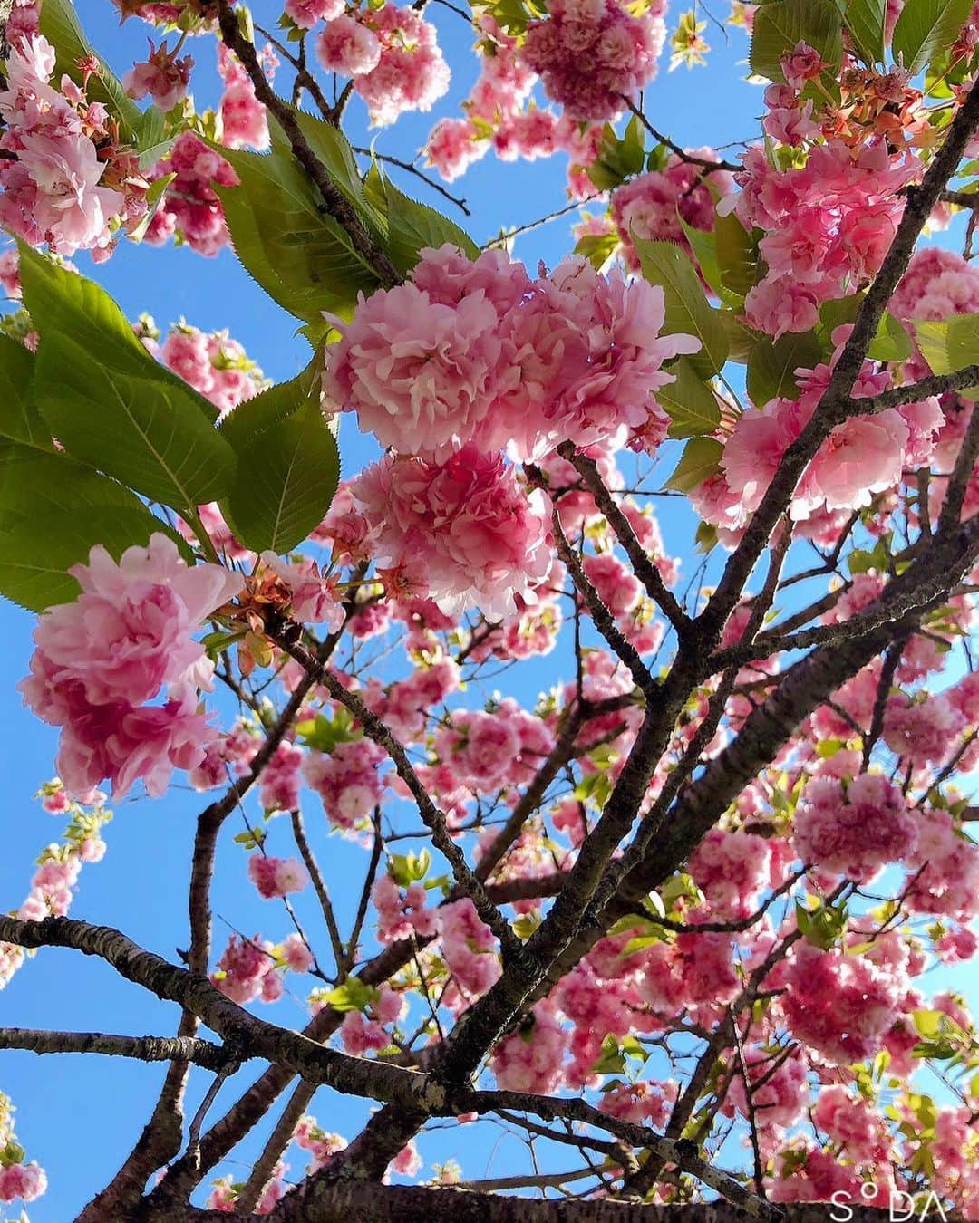 ニッチロー'さんのインスタグラム写真 - (ニッチロー'Instagram)「天竜川沿いの八重桜🌸  来年は皆さん見に来て下さい！  #おうちでながの #八重桜 #桜街道 #天竜川 #長野県飯田市」5月2日 10時45分 - nicchiro5.1