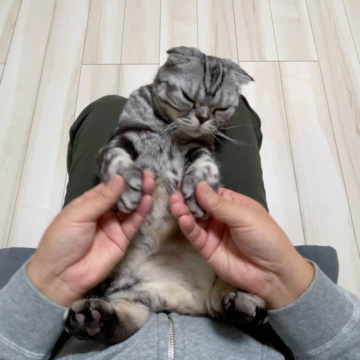 Shishi-maruのインスタグラム：「🐱ねこのきもちCHANNEL﻿ 「＃stayhome」動画を公開中！愛猫と過ごす＂しあわせ時間＂を楽しもう﻿ ﻿ ししまるも参加させていただきました。ししまるとの家でのひとときを、一人称視点で撮影しました。かわいい猫がたくさんです。癒されて下さい。﻿ ﻿ ▼Youtube　ねこのきもちCHANNEL﻿ https://www.youtube.com/watch?time_continue=2&v=SIjrKREgDFc&feature=emb_logo﻿ ﻿ ▼動画紹介記事﻿ https://cat.benesse.ne.jp/lovecat/content/?id=69952」
