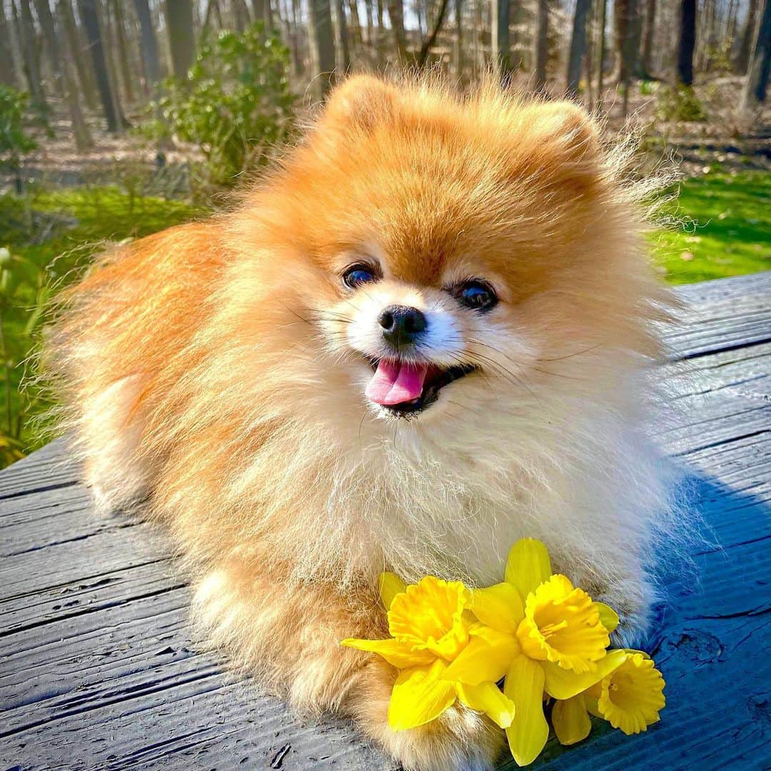 Monique&Gingerのインスタグラム：「Happy May Day!🌼🌿Hope everyone got a chance to get outside and enjoy the day☀️🥰Ginger & I took a long walk through our neighborhood🏡and saw some beautiful signs and encouraging words that we shared with you on our story🌈🌸🎨✌🏻I hope they inspire you as much as they did me😊Love conquers all💚together we are better and we can get through this🙌🏻Take care🙏🏻Stay well😘」