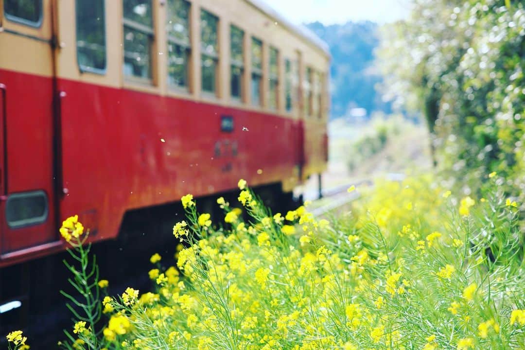 kiccyomuのインスタグラム：「☀️2020.05.02 Sat 線路沿いの花…春色😊 いすみ鉄道と #菜の花 電車に乗れるのはいつになるのかな？😥 #心に花を * Stay home 🏡 週間💐 #一日も早く平穏な日が訪れますように 🙏 今日も元気に🤗 * location #千葉 📷撮影 4月」