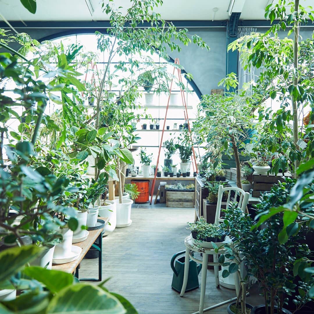 のインスタグラム：「今年のGWは、Garden Week（ガーデンウィーク）として過ごそう🌿 観葉植物に水をあげたり、植え替えをしてみたり、飾る場所を変えてみたり、植物を愛でる週間にしてみませんか？😊 ⠀⠀ ベランダで植物と日光浴をするのも良いかも🌱☀️✨ ⠀⠀ #BOTANISTとおうち時間 #GWはおうちで過ごそう  #BOTANIST #botanisttokyo #botanicalbeauty #ボタニスト #ボタニストトウキョウ ⠀⠀ 🗼@botanist_tokyo 🌍@botanist_global 🇨🇳@botanist_chinese」