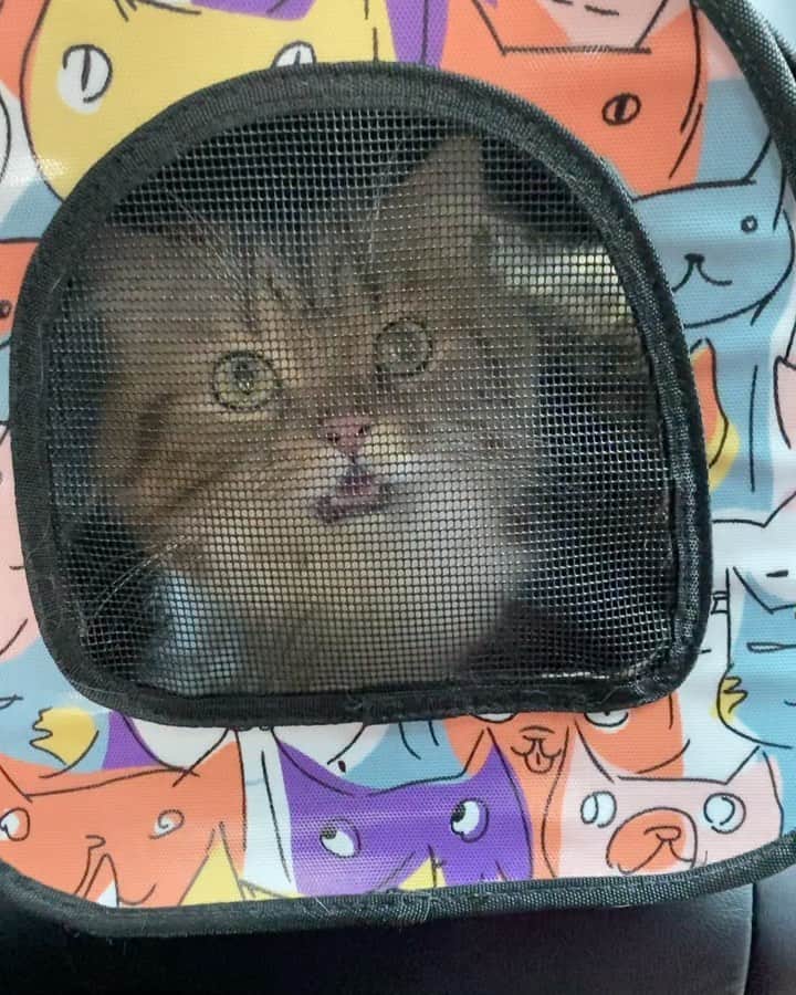 Haruのインスタグラム：「Back home 🧺🧸」