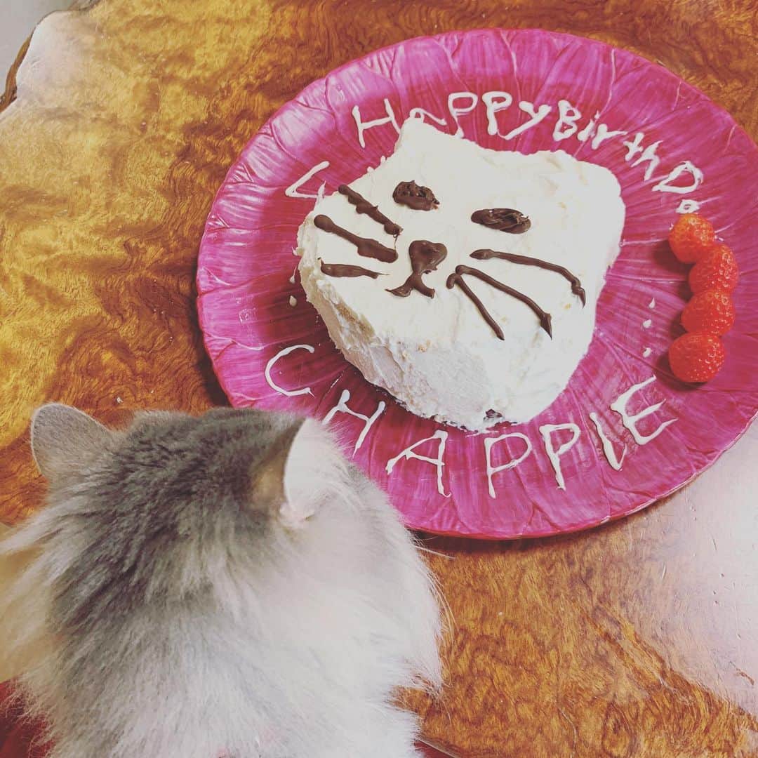相川七瀬さんのインスタグラム写真 - (相川七瀬Instagram)「今日はうちの猫、チャッピーの誕生日だったので、子供たちとケーキ作ってました😊なんとも言えない出来上がりですが😅心からのお祝いということで。笑  #4歳誕生日  #stayhome」5月2日 21時12分 - nanasecat