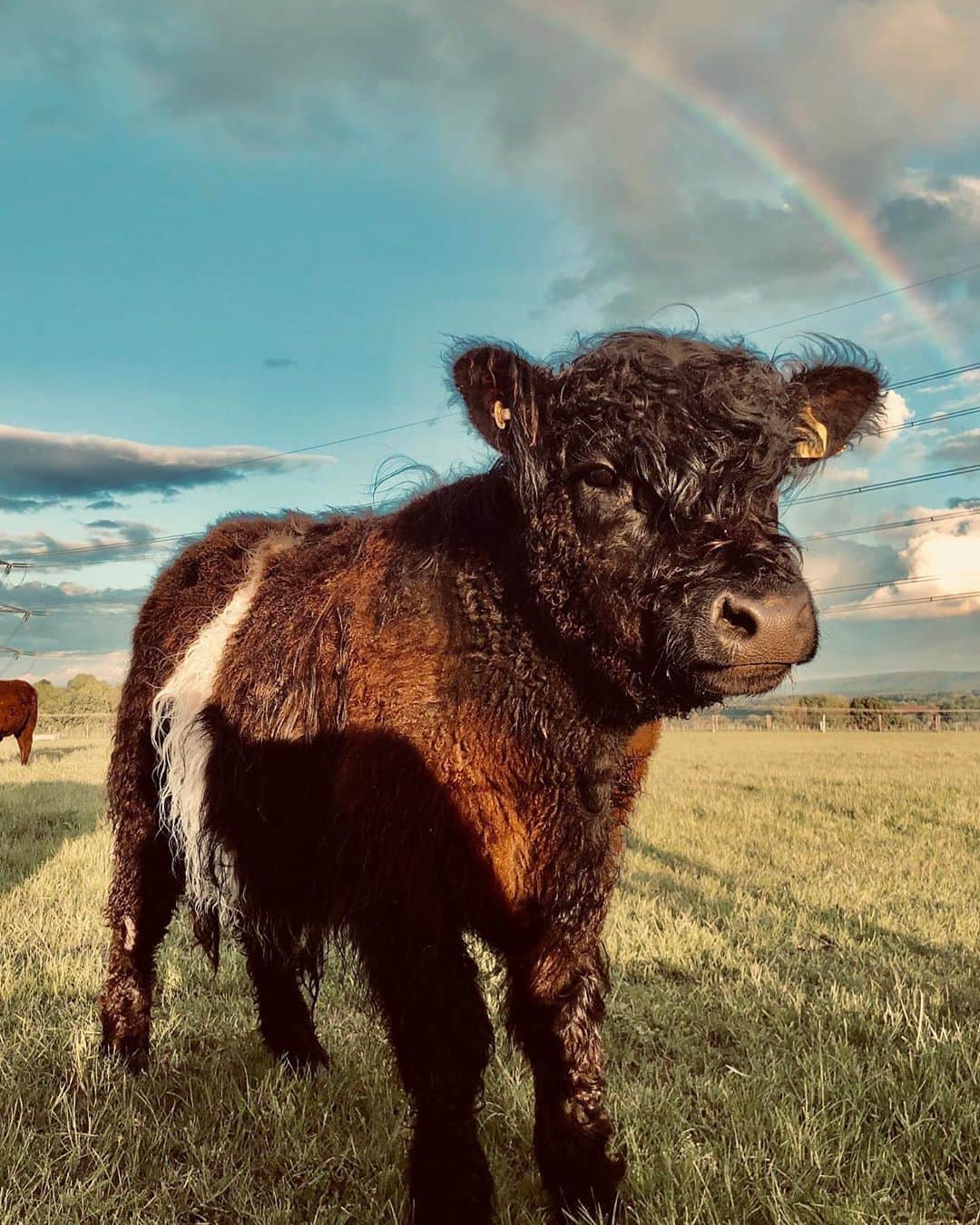 ポール・ブラックソーンさんのインスタグラム写真 - (ポール・ブラックソーンInstagram)「Somewhere under the rainbow, there’s a beautiful shaggy cow... Does anyone know this breed? XoxoX」5月2日 21時08分 - paulblackthorne