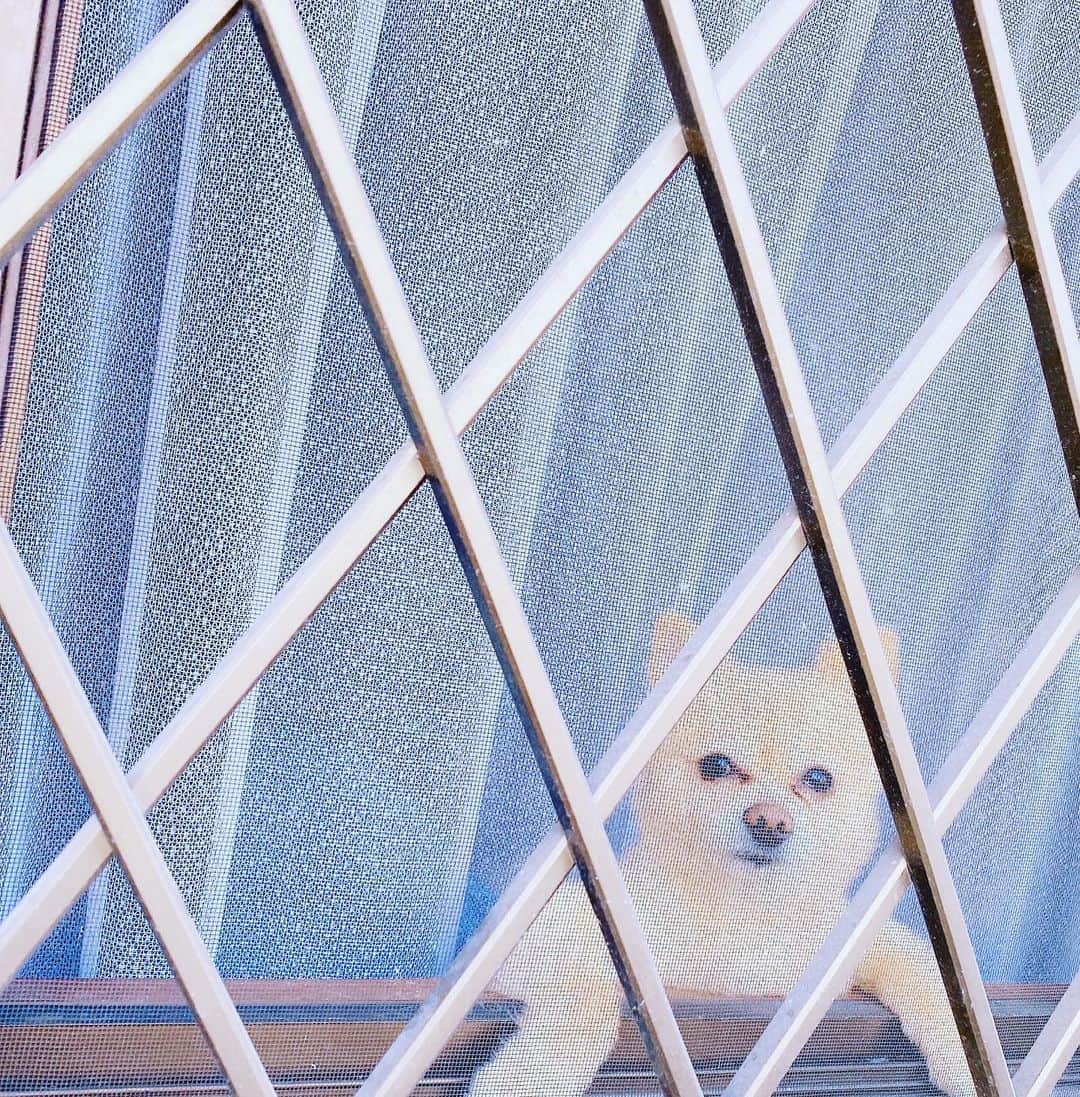 小寺真理さんのインスタグラム写真 - (小寺真理Instagram)「窓際の犬 (窓を開けたらいつも外を見たがります)」5月2日 21時10分 - koteramaricorin