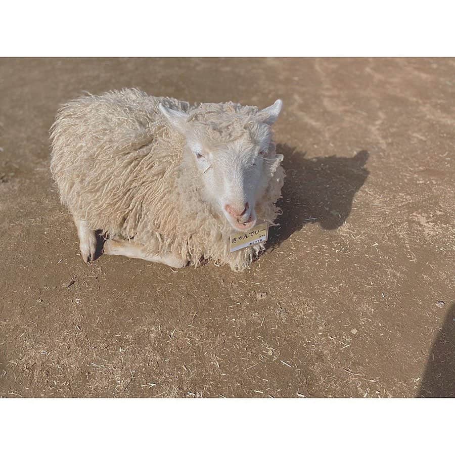鈴木くるみさんのインスタグラム写真 - (鈴木くるみInstagram)「ゆめ牧場さんの羊さんと🐏💓💞 #ゆめ牧場 #ひつじ #可愛い #ニッカポッカ #きゃんでいー」5月2日 21時28分 - kurumi_akb48