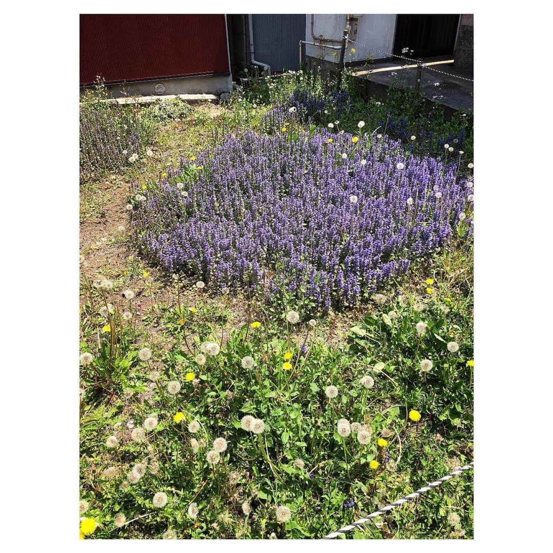 理絵さんのインスタグラム写真 - (理絵Instagram)「空き地の花  #flowers #flower #꽃 #fiore #花 #tokyo #japan」5月2日 21時50分 - ____rie____