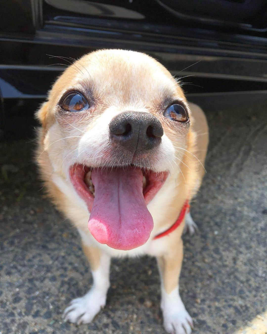 奥野由さんのインスタグラム写真 - (奥野由Instagram)「急に夏🌻 穴場までドライブ行ってお散歩🐾 天気良くてあったかいって最高🤍 🐶達のおかげで自粛中も充実😊  #stayhome  #散歩  #dogstagram」5月2日 22時13分 - __yuu___