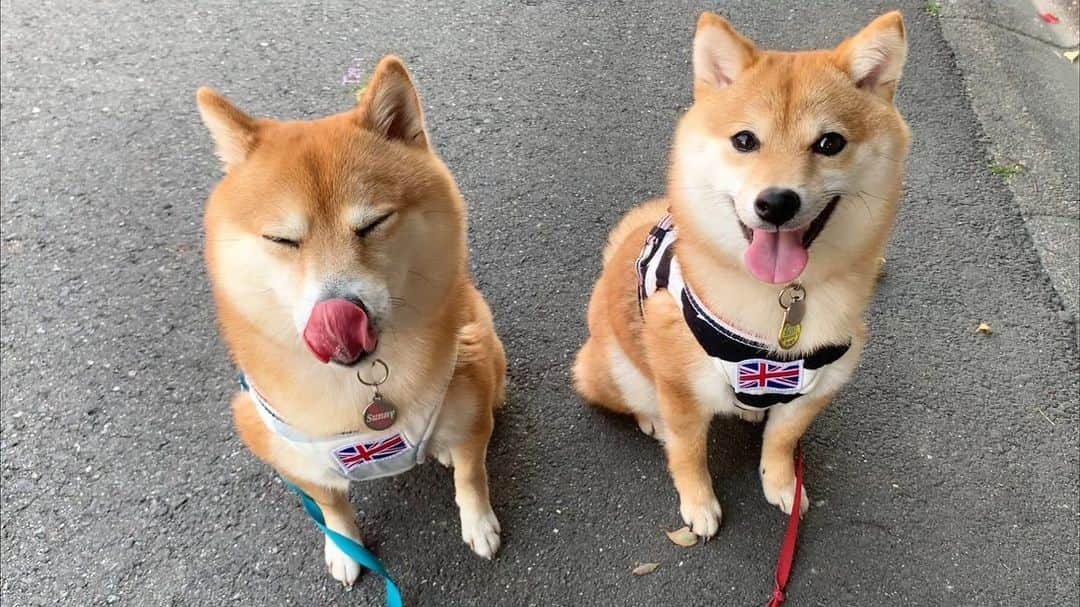 豆柴 サニーちゃんさんのインスタグラム写真 - (豆柴 サニーちゃんInstagram)「. . HELLO〜こんにちわんわん🐻🐶🎶 . 昨日のお散歩🌷 暑くって、ハァハァなっちゃった🐾 . お散歩コースはいつもバラバラで いろんなお友達に会えたり 飼い主さん達になでなでしてもらうのが 楽しみな、さにらむちゃんです🌻 . . #本日のさにらむ散歩 #さにらむ2ショット #双子みたいでかわいい #にっこり #wにっこり #笑顔がいいね #おそろのいろち . #柴犬#豆柴 #赤柴#豆柴子犬 #まめしば#いぬのきもち#ふわもこ部 #サンデイ#サンデイいぬ組#anicas#shiba_snap #shibainu#shiba#mameshiba#shibastagram #mameshibapuppy#shibapuppy #豆柴サニーちゃん#豆柴ラムちゃん#さにらむたん #さにらむ2020#シマホスマイル」5月2日 13時55分 - sunny_rei_32