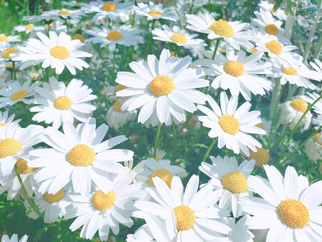 葉山いくみのインスタグラム：「🌼🌼🌼」