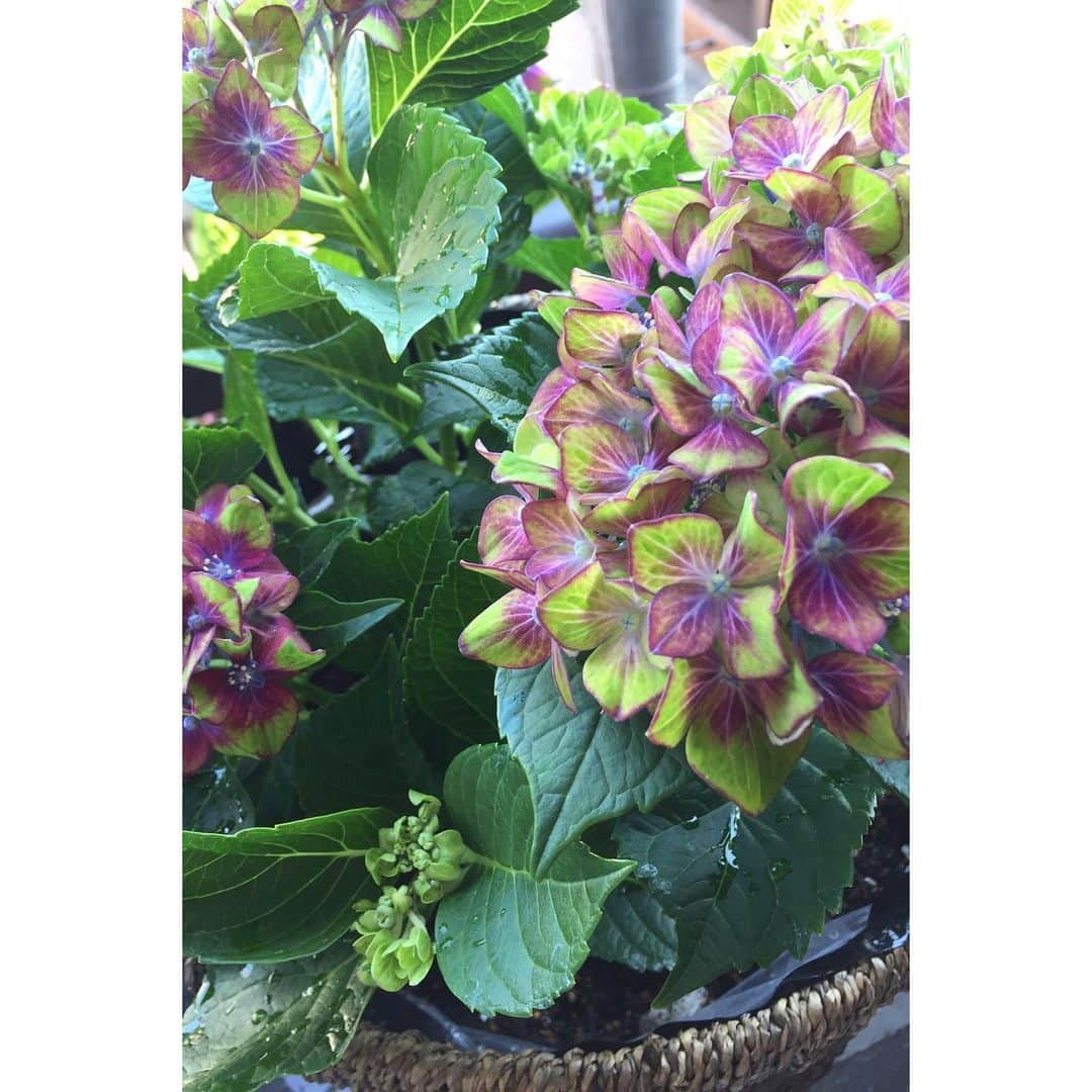 永池南津子さんのインスタグラム写真 - (永池南津子Instagram)「紫陽花を迎えました。 我が家へようこそ。 ずっと長く付き合っていけるように勉強します。 毎年この時期始めるベランダ菜園、食べれる物以外は初めて。 おうち時間を過ごす内に、今まで向かない方へ意識がいくようになりました。 とても良い事。  #紫陽花 #アジサイ #hydrangea #花 #flower #愛でる #おうち時間 #ベランダ菜園 #永池南津子」5月2日 15時13分 - natsuko_nagaike