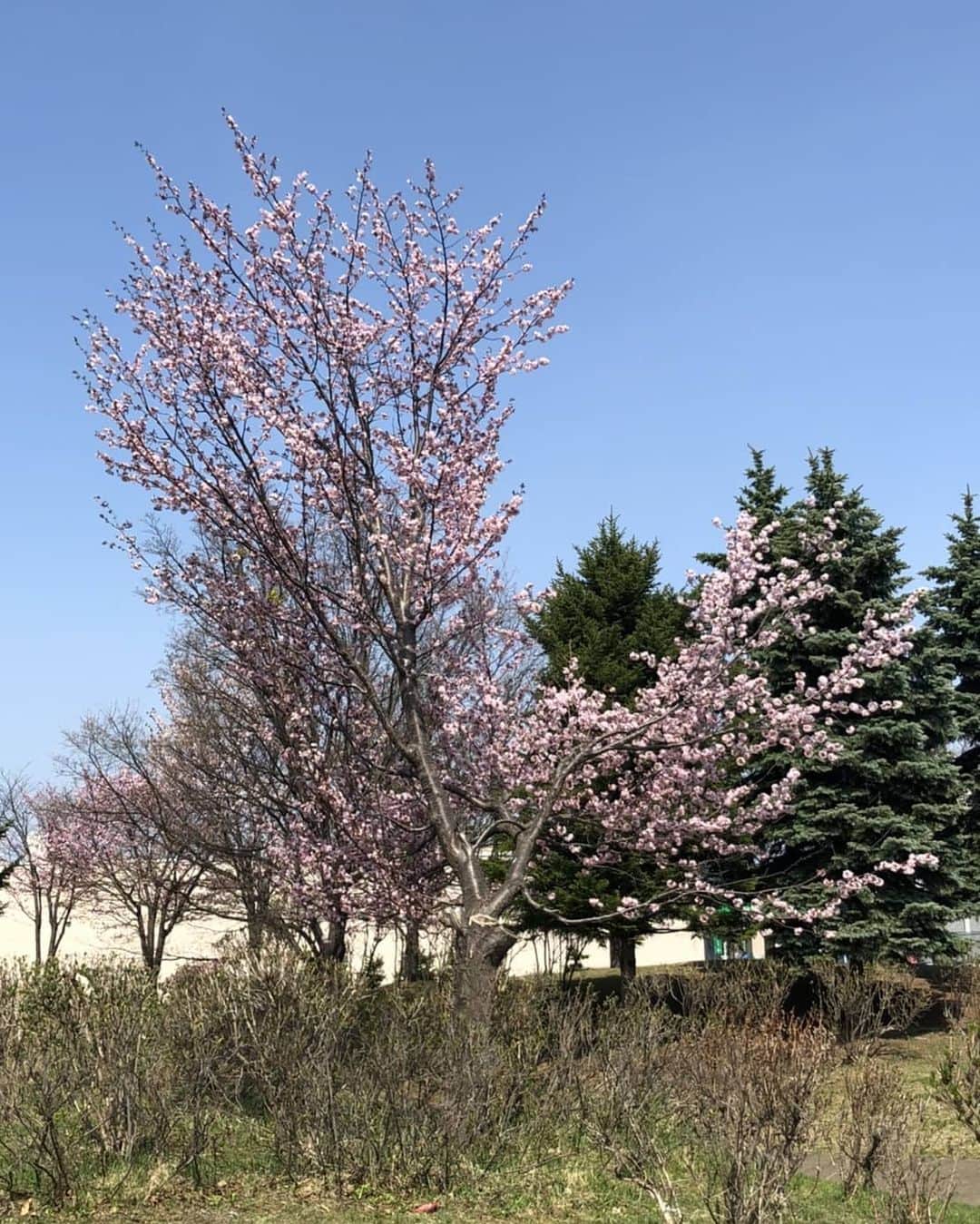 北海道放送「今日ドキッ!」さんのインスタグラム写真 - (北海道放送「今日ドキッ!」Instagram)「#そらリサーチ の 日替わり投稿 きょうは新お天気おねいさん #星井さき 予報士です！  きょう帯広で桜の開花が発表に🌸全道的に晴れて気温も高く、札幌は最高気温が23.3度まで上昇👒汗ばむ陽気で上着はいらないくらい  なので、買い物ついでに、 予報士らしく(!？) 温度計を持って、 桜と一緒に🤳」5月2日 15時08分 - hbc_kyodoki
