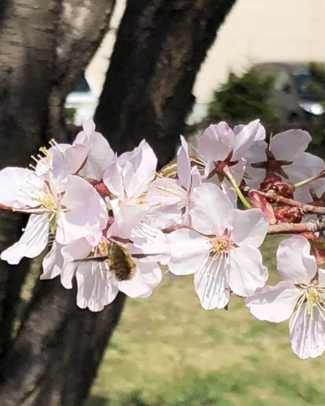 北海道放送「今日ドキッ!」さんのインスタグラム写真 - (北海道放送「今日ドキッ!」Instagram)「#そらリサーチ の 日替わり投稿 きょうは新お天気おねいさん #星井さき 予報士です！  きょう帯広で桜の開花が発表に🌸全道的に晴れて気温も高く、札幌は最高気温が23.3度まで上昇👒汗ばむ陽気で上着はいらないくらい  なので、買い物ついでに、 予報士らしく(!？) 温度計を持って、 桜と一緒に🤳」5月2日 15時08分 - hbc_kyodoki