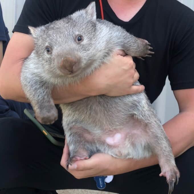 Tbs 世界ふしぎ発見 さんのインスタグラム写真 Tbs 世界ふしぎ発見 Instagram 今夜9時 めちゃくちゃにかわいい ウォンバット さん ご出演です 世界ふしぎ発見 ふしぎ発見 オーストラリア メルボルン 二枚目おててにご注目