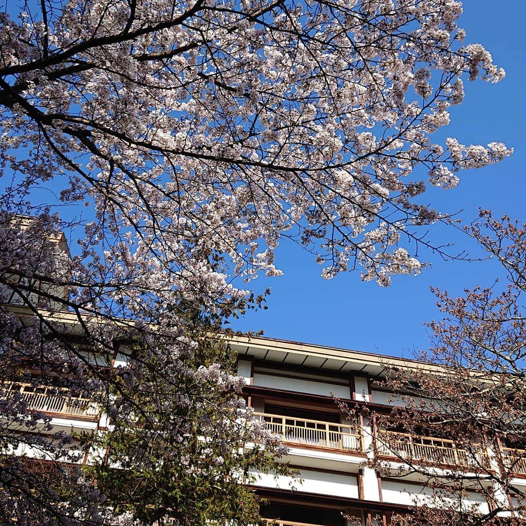 上林ホテル仙壽閣のインスタグラム：「とても寂しいGWとなっております。今は皆さま我慢です。#コロナウイルスが早く終息しますように #コロナに負けるな #来年もよろしくお願いします #senjukaku #長野電鉄 #温泉 #信州の観光はお休み中 #桜まだ咲いてた #山ノ内町 #写真撮ってる人と繋がりたい」