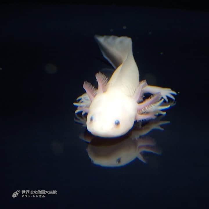 世界淡水魚園水族館 アクア・トト ぎふのインスタグラム：「本来なら4月18日からスタートするはずだった企画展「もっと知りたいウーパールーパー」。 臨時休館中のため、開催を延期しております。 今回は企画展で展示する予定のウーパールーパーの動画を少しだけ紹介します。  #アクアトト #アクアトトぎふ #アクアトト岐阜 #ウーパールーパー #休館中の動物園水族館 #axolotl #axolotls #axolotlsofinstagram」