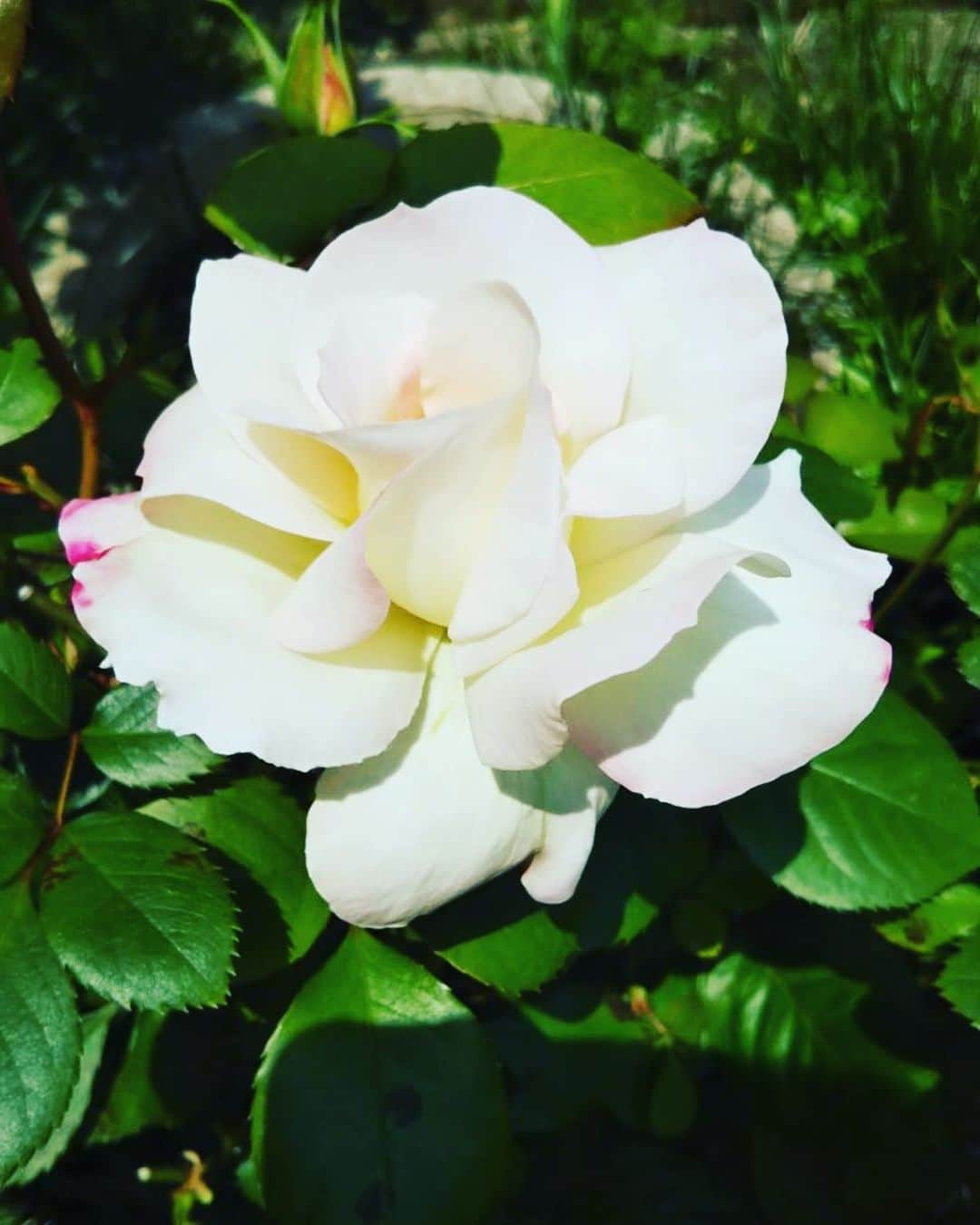 菅沼千紗のインスタグラム：「. 実家のベランダではバラが咲いたみたいです🌹 お花の写真いっぱいきた🤳」