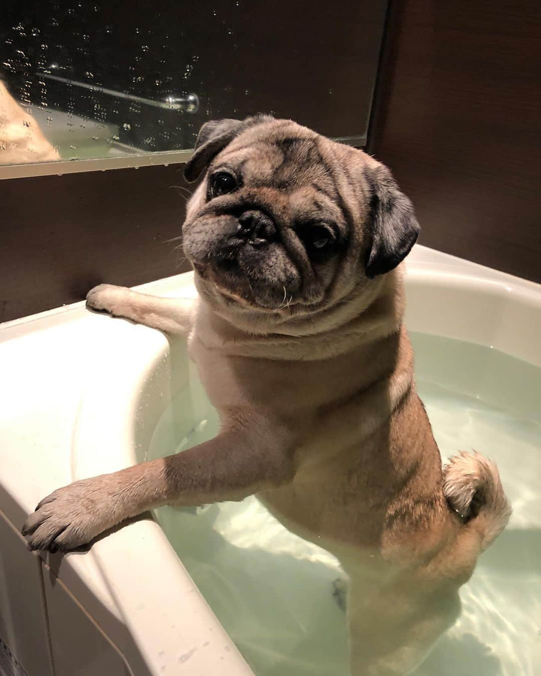 やついいちろうさんのインスタグラム写真 - (やついいちろうInstagram)「bathing  #pug #pugs #puglife #puglove #パグ #パグスタグラム」5月2日 16時32分 - yatsuiichiro