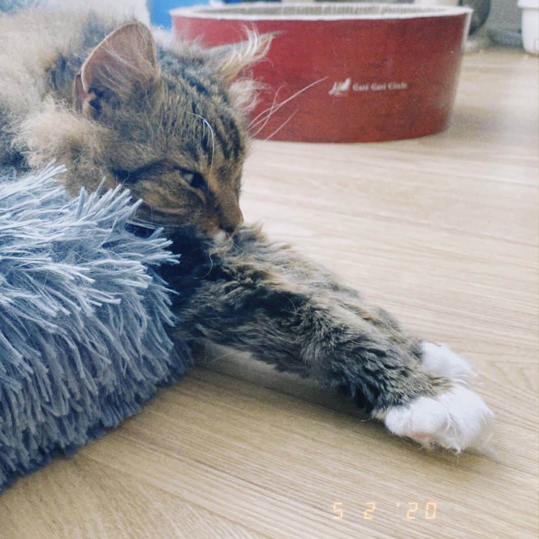 松井玲奈さんのインスタグラム写真 - (松井玲奈Instagram)「脚がはみ出しがち猫 肉球周りの毛を刈る超高難易度ミッションをやらねば、、、 #スクーカム　#猫　#ねこすたぐらむ愛猫」5月2日 16時40分 - renamatui27