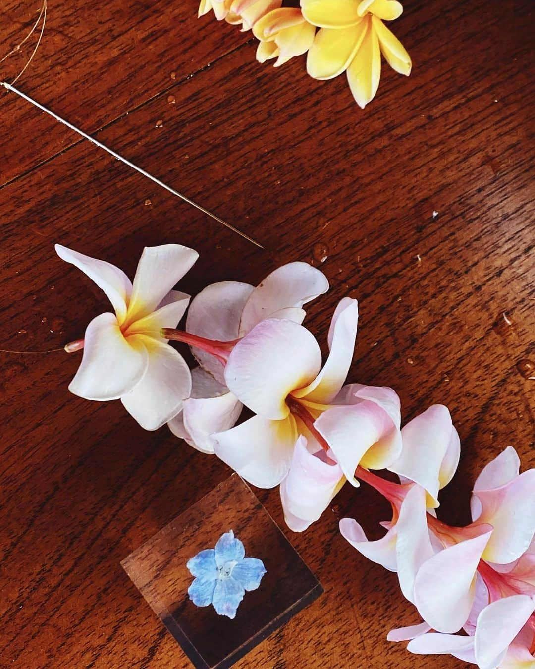 メロディー洋子さんのインスタグラム写真 - (メロディー洋子Instagram)「Happy 1st Day of May! Today is my first ever Lei Day~ I had an incredibly grounding day joining a Beltane circle of community celebrating the Earth and all her bounty, creating flower leis with the most perfect pieces from the blessed plumeria tree, witnessing the fertility that is life, and the love that we can create together @christianrichardcook 🌸 Blessings to all you beautiful friends out there! I am so grateful for you!  #leiday #beltane」5月2日 16時45分 - melody.yoko