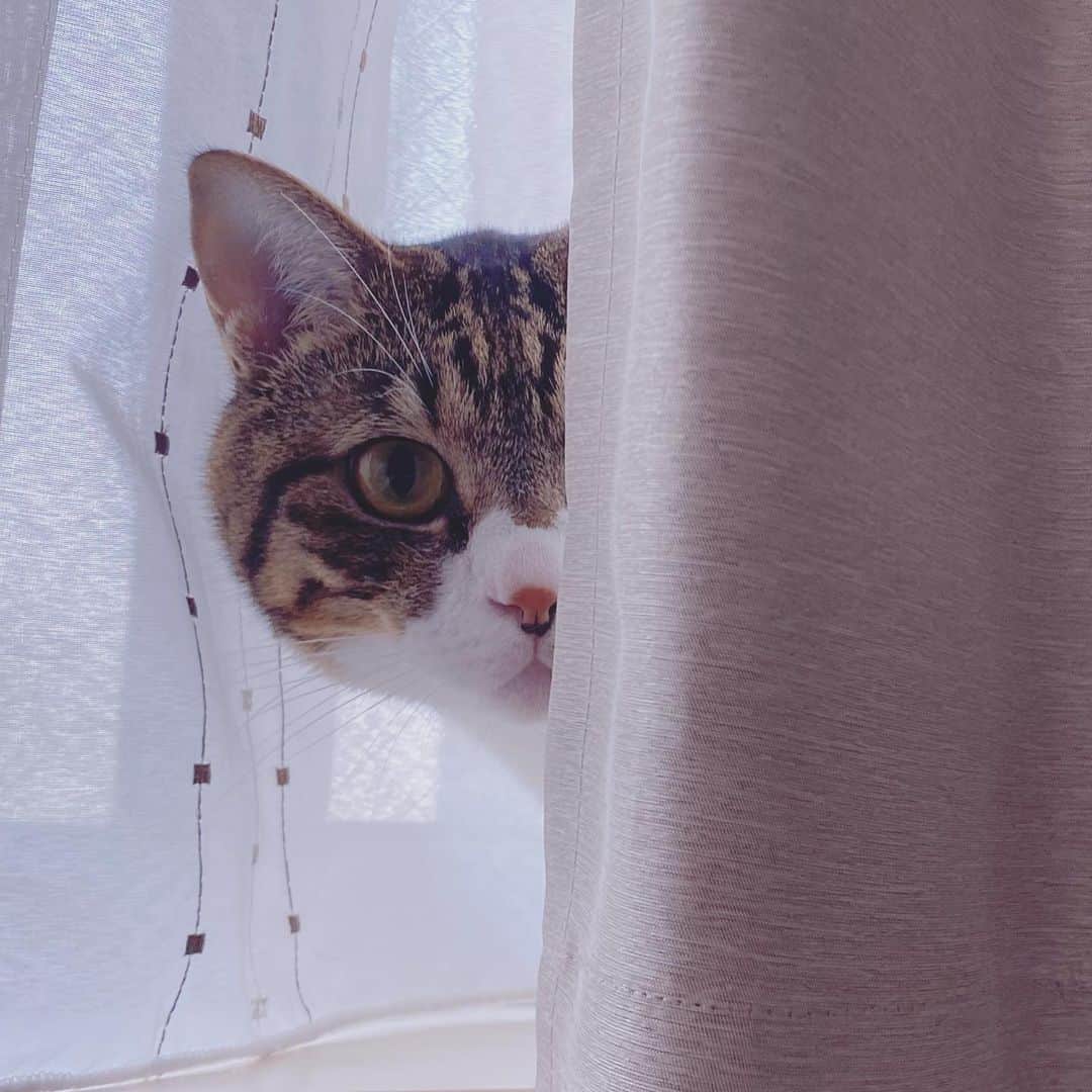 野本かりあのインスタグラム：「宇宙からのスパイは、今日もお仕事熱心。 #監視猫　#lukarly #catsofinstagram #にゃんすたぐらむ」