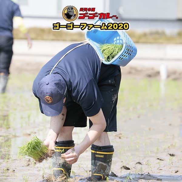 ゴーゴーカレーのインスタグラム：「今年もゴーゴーファームでの田植えキャンプが開催されました🍚 暑い日でしたが、強い風が暑さを和らげてくれました。 美味しいお米を食べて健康になれるよう願いながら、また感謝を込めながら丁寧に植えました🙏🦍🦍🦍🦍 美味しく育ってくださいね🦍 ※３密ではないと判断から開催しました。 . . . . .  #ゴーゴーカレー #curry #金沢グルメ #japanese  #お得 #gogocurry #カレー #カレーを華麗にいただきます #お取り寄せ #日本 #japan #金沢カレー #金沢 #石川 #カレー部  #揚げ物 #foodstagram  #カツカレー #yummy #サービス #eat　#食べ歩き  #curry #金沢グルメ #japanese  #お得 #テイクアウト #田植え　#米」
