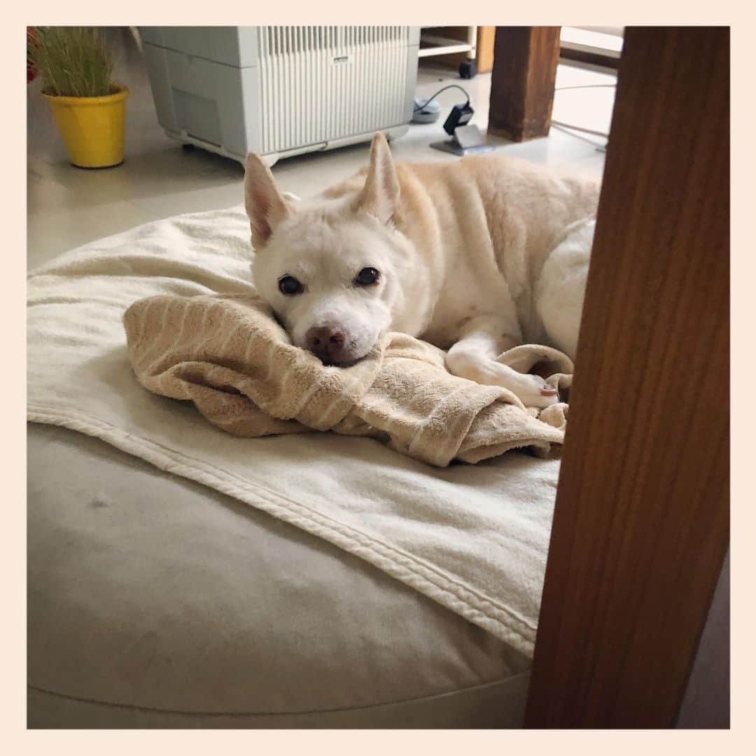 パンといっぴきのインスタグラム：「#元保護犬 #雑種犬 #crossbreed #mixdog」