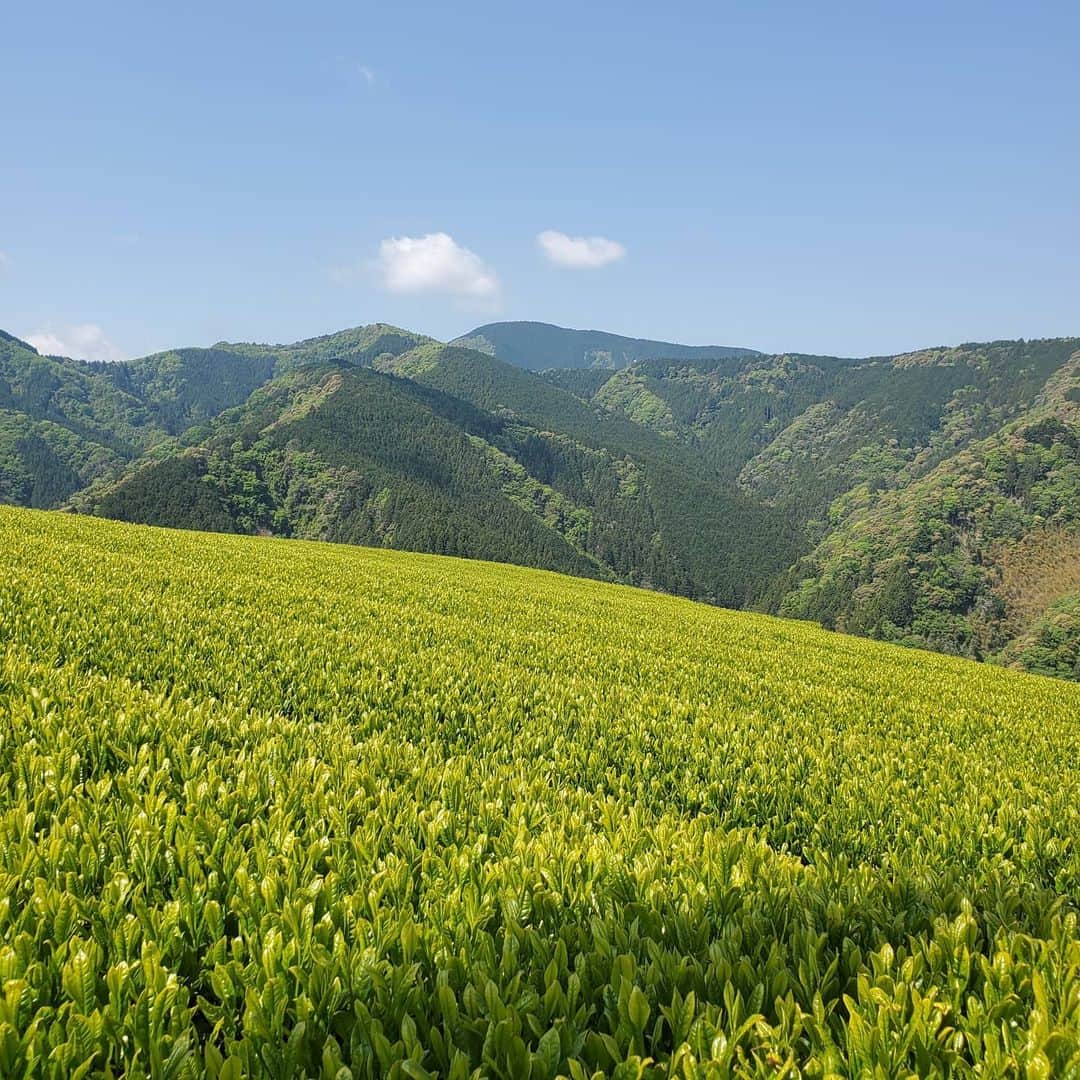 のインスタグラム：「八十八夜に山の上の茶畑で取材😊新茶をたくさん飲んで元気に過ごしましょ🍵」