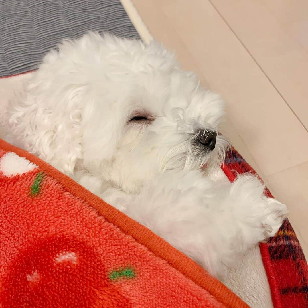 セロリのインスタグラム：「【いくらの日常】 寝てるか食べてるか。 食べてるか寝てるか。 #maltese #マルチーズ #コロナに負けるな #おうちじかん #stayhome」