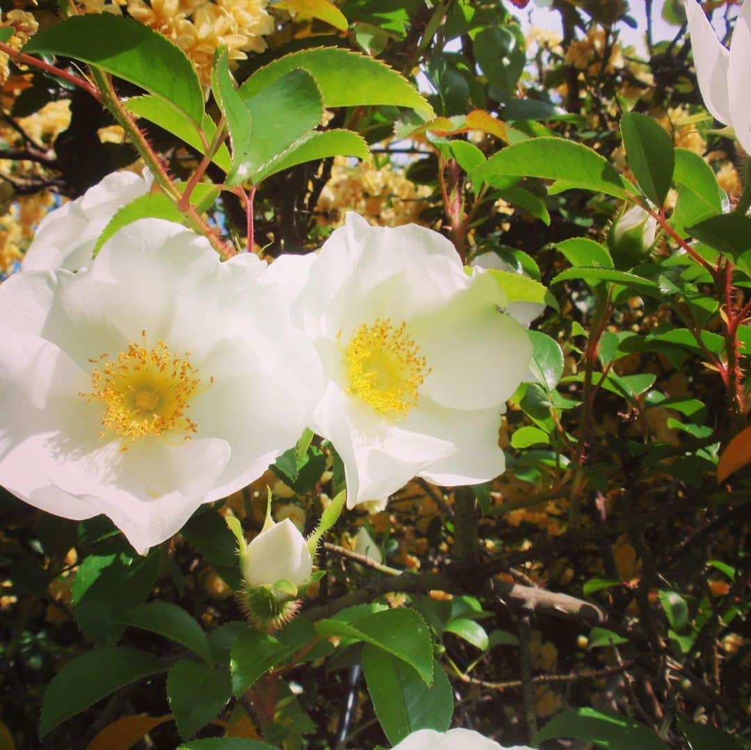 明希 さんのインスタグラム写真 - (明希 Instagram)「実家の庭は今年も満開みたいです^_^  #母からのメール #元気そう何より」5月2日 17時14分 - sid.aki