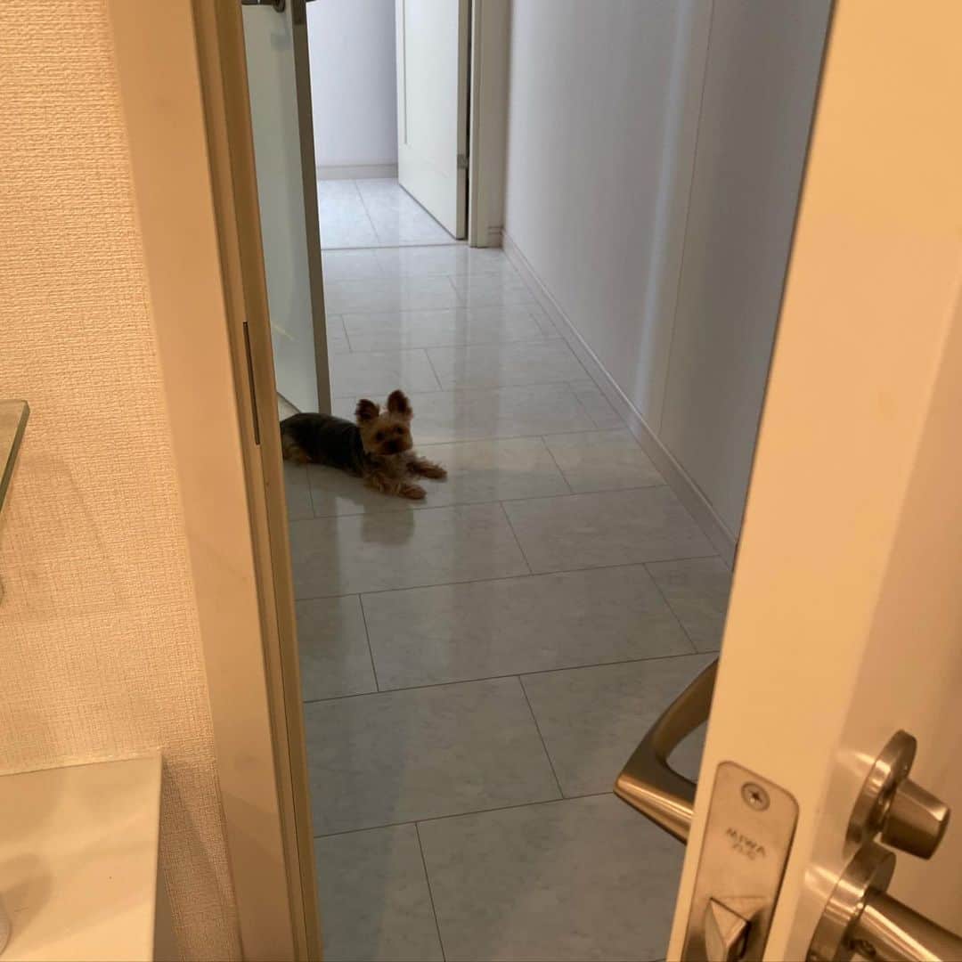 野呂佳代さんのインスタグラム写真 - (野呂佳代Instagram)「彼女は私をのぞいていました。 洗面所にいる私を。 勝手にスーパーいったりしたないよ！！大丈夫だよ！！モコちゃん❤️」5月2日 17時18分 - norokayotokyo