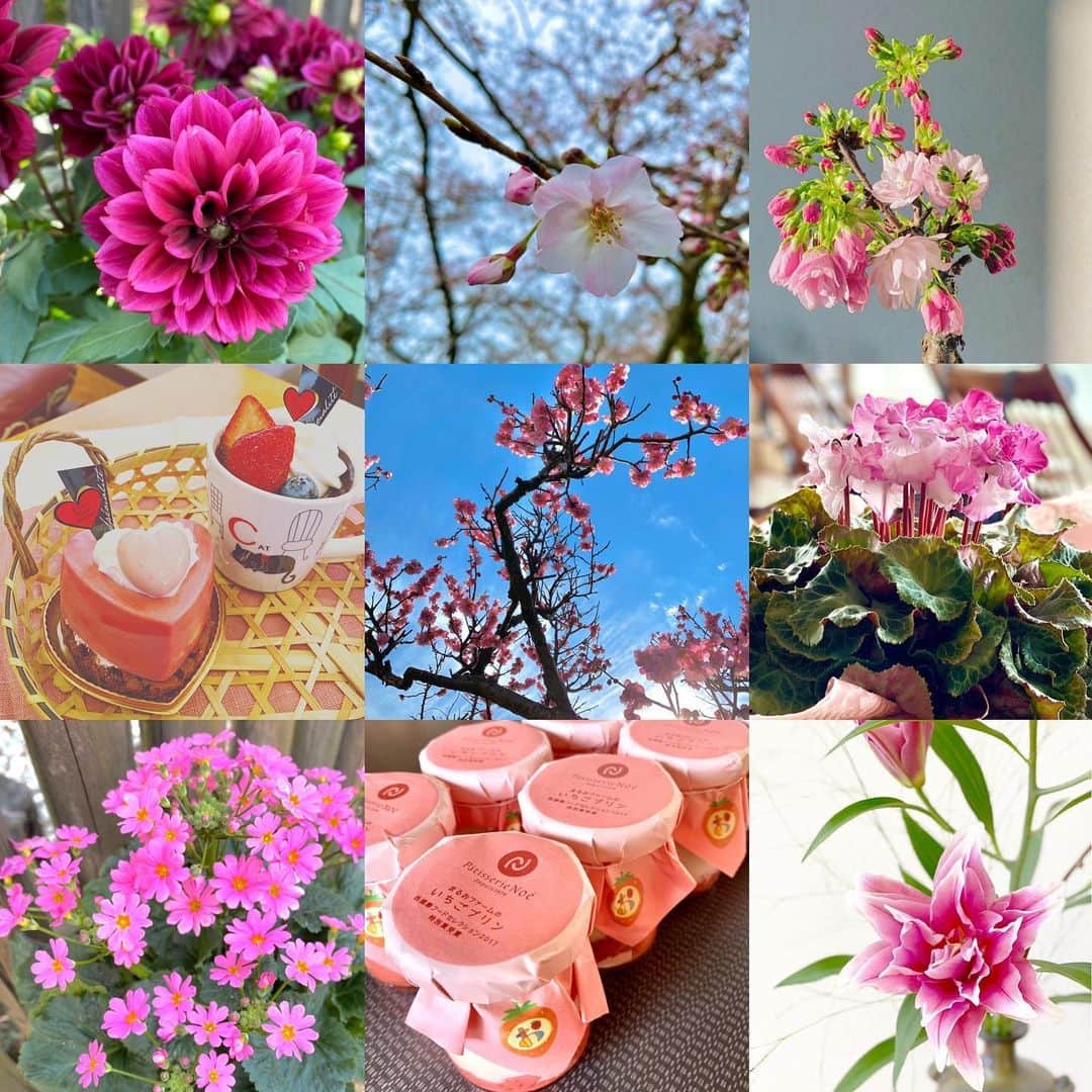 祥吉さんのインスタグラム写真 - (祥吉Instagram)「#ピンクバトン @nico.masumoto さんから勝手に引き継いだピンクバトン 今までの投稿から探しましたがピンク色はほとんどお花でした ピンク色探し楽しかったです💝 happyな気持ちにしてくれるピンク色 どなたか繋いでください💞」5月2日 17時36分 - akoshokichi