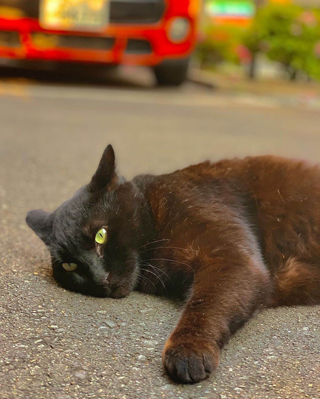 當間ローズのインスタグラム：「she is so cute😍  可愛すぎるー😍 スーパーに行く途中の駐車場でゴロゴロしてて、近づいたらゴロゴロ言いながら甘えて来た！w癒されたー😌  #當間ローズ  #ラテン  #ハーフ  #モデル #湖西市 #toumarose #singer #Artist #Model #Tokyo #japan #Brazilian #brasil  #japanese #italian #fashion #fitness #muscle #body #workout #sexy」