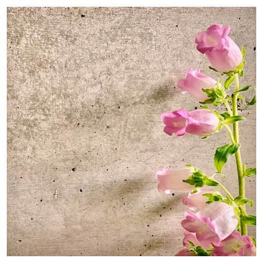 金城茉奈さんのインスタグラム写真 - (金城茉奈Instagram)「初夏のお花、カンパニュラ。 以前お花屋さんで購入したのですが、 意外と長持ちしてくれています。  和名にすると風鈴草🎐 花言葉は、 「感謝・「切実な愛」・「節操」 風鈴のようで可愛いらしいお花です。  安心した日常を取り戻すには、まだ少し時間がかかると思いますが、どうか皆さんの気持ちが元気になりますように。  #初夏のお花#風鈴草#お花のある暮らし」5月2日 18時23分 - mn75aa