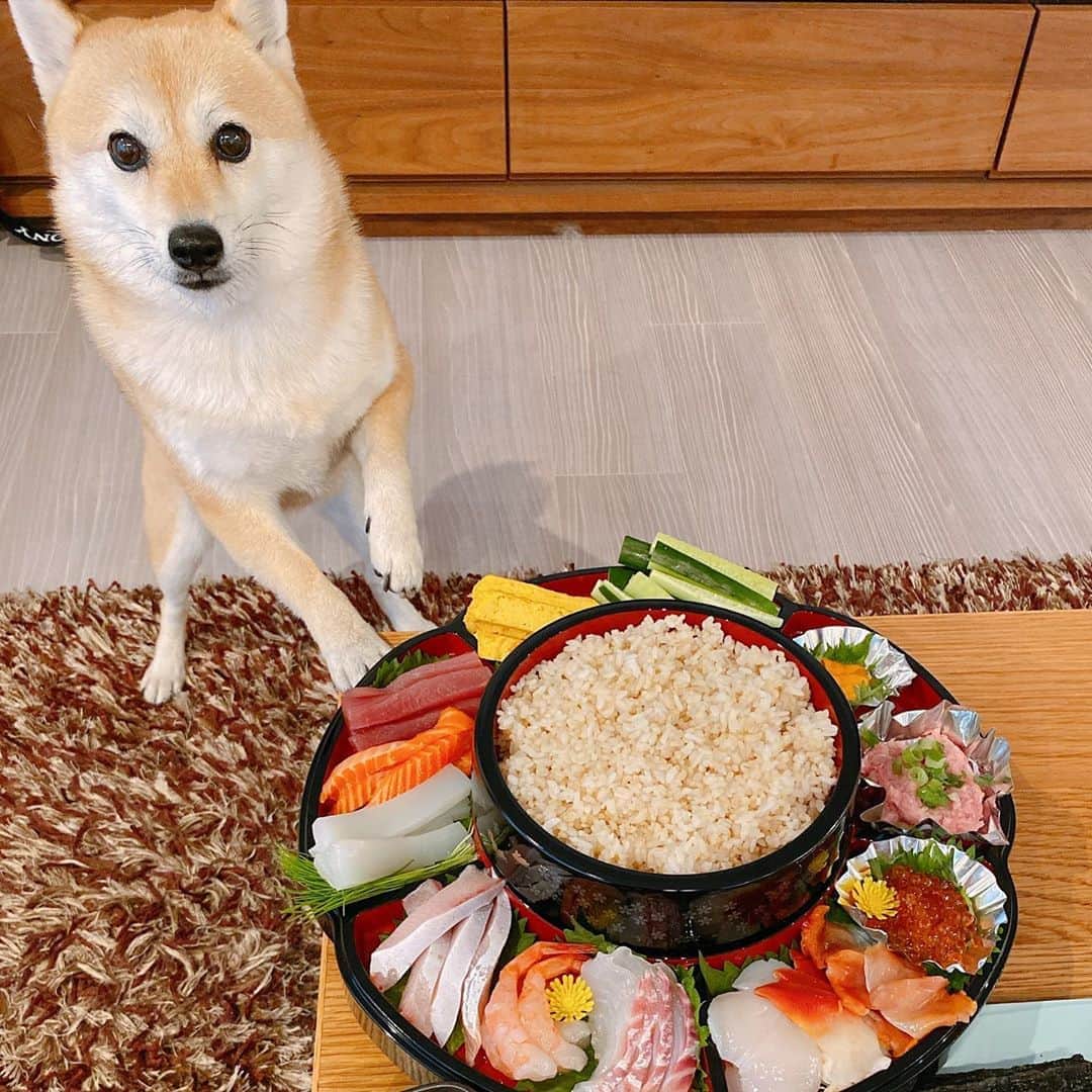 アブさんのインスタグラム写真 - (アブInstagram)「今日は一人手巻き寿司パーティー！一人だと、好きな具材を好きな順番で好きなだけ食べられるのがいいよね！ 我が家の定番はマグロ、きゅうり、たまごの組み合わせです。#手巻き寿司 #ステイホーム #dog #シバチャ #柴犬 #犬」5月2日 18時35分 - abuuungram