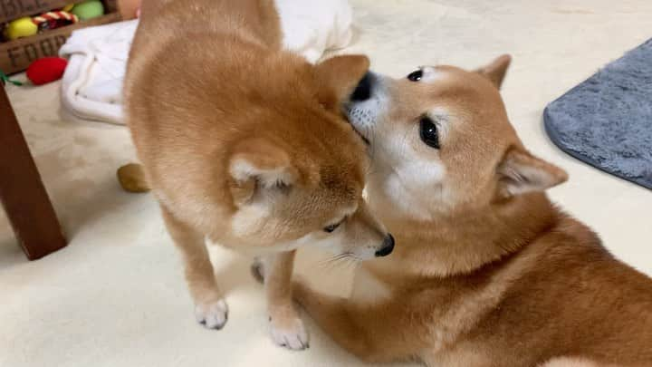 豆柴 サニーちゃんのインスタグラム