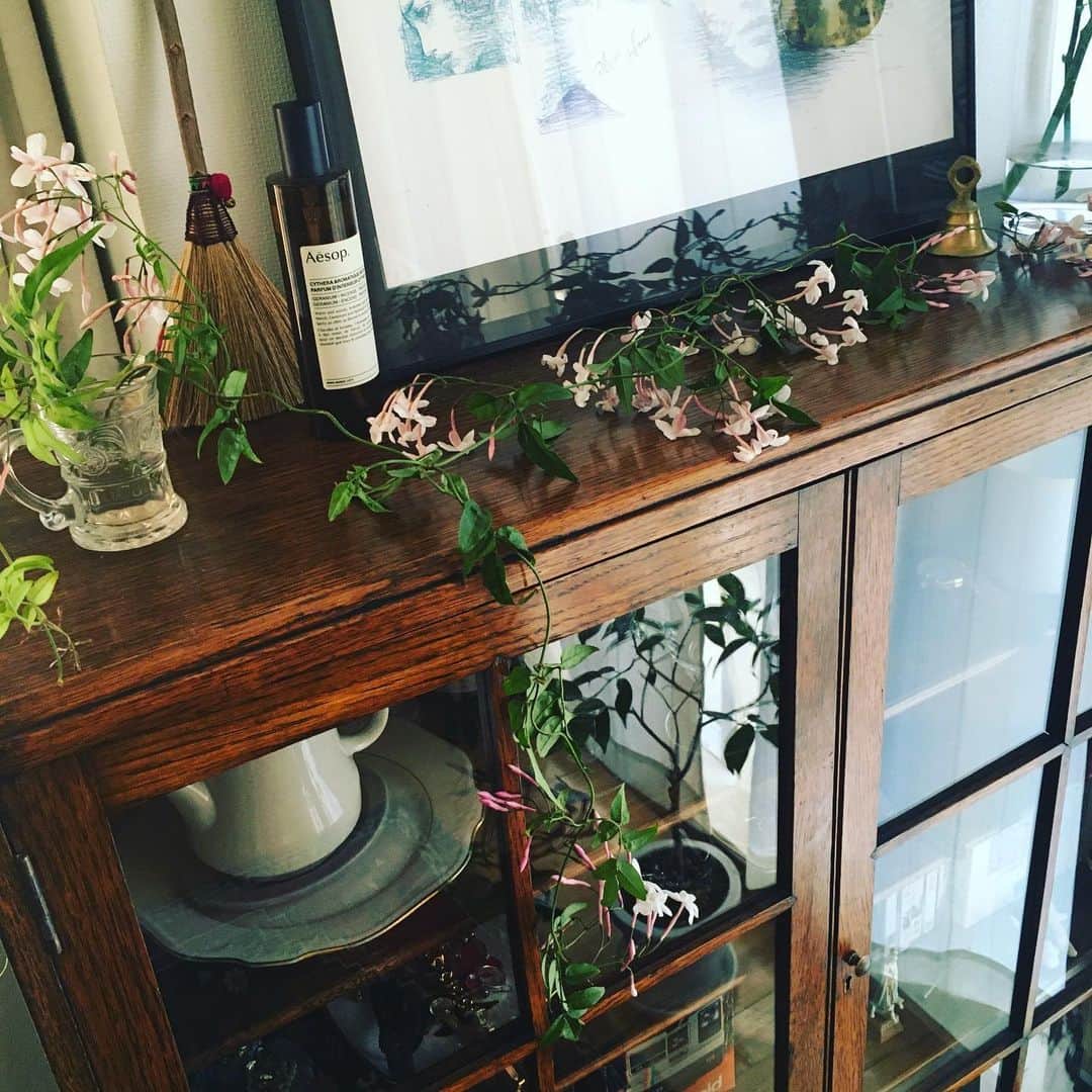 今村沙緒里のインスタグラム：「ジャスミン🌿 ツタみたいで、かわいい！！ 香りもよくてすき☺︎ ・ Jasmine＊Jasmine＊ ・ #flower #jasmine #favorite #stayhome #꽃 #좋아요 #ジャスミン #花 #癒し #暮らしに彩りを」