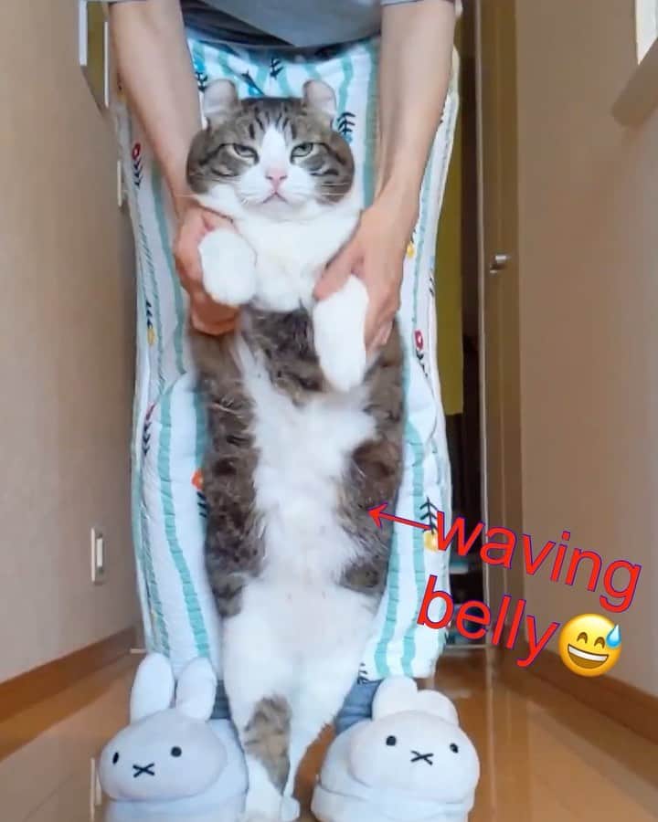 スノーのインスタグラム：「When will my human go back to work? We are really annoyed by them!🥱 #stayhome #dancechallenge ・ #事態収束してほしい飼い主を追い出したい ・ #meowed #catsofinstagram #cats_of_instagram #catstagram #catofinstagram #instagood #cat #cats #kucing #gato #chat #catloversclub #catlover #9gag #weeklyfluff #kedi #katze #kawaii #neko #instagramjapan #고양이 #кот #แมว #猫」