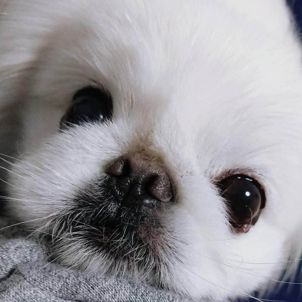 安田義孝のインスタグラム：「#ペキニーズ #ぺきにーず #白ペキニーズ #Pekingese #pekingese  #pekingeselove #pekingesesofinstagram  #pekinese #pekistagram  #japanese #japan #dogstagram  #dogs #dog #japanesedog #japanesedogs #doglover #love #iloveyou #ilovedogs #京叭狗 #페키니즈 #cute #cutedog  #ハロウィン #愛犬 #わんこ #犬 #エブリドッグ #ZIP写真部」