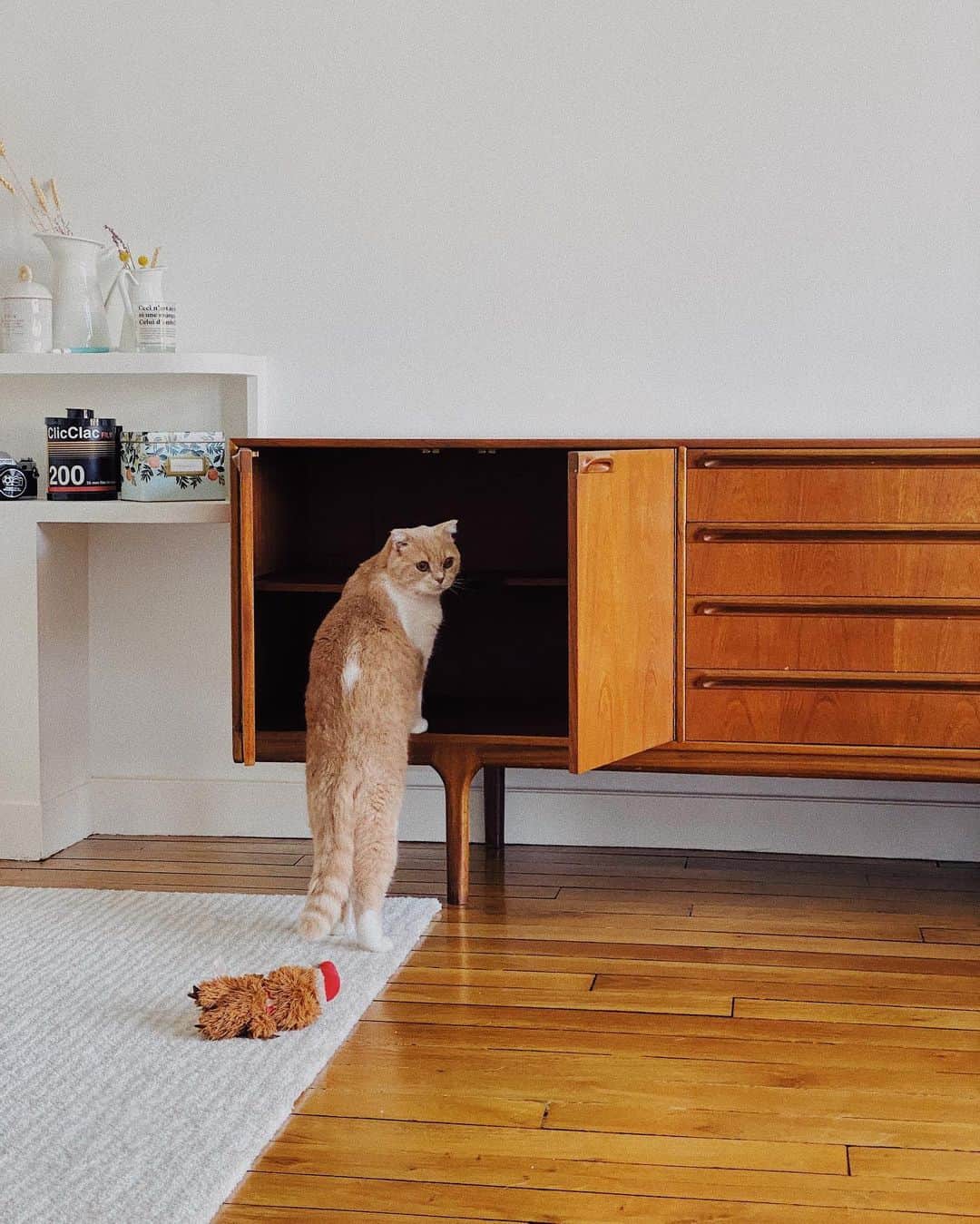 Lyloutteのインスタグラム：「~ #home 🐱 Il inspecte ce nouveau meuble...」