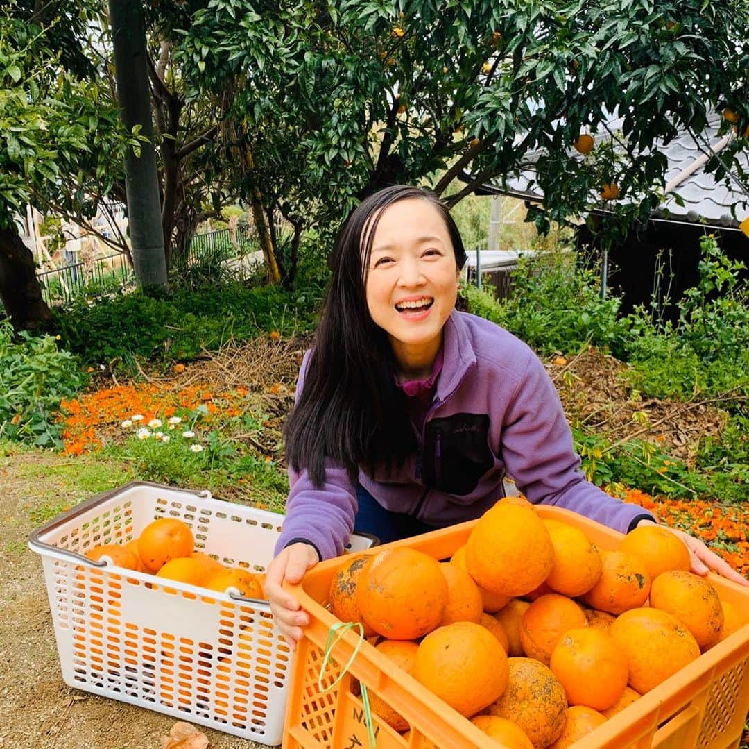 青山有紀さんのインスタグラム写真 - (青山有紀Instagram)「すごいものが出来てしまいました！！！✨✨✨ 始まりは昨年　#劒持奈央　ちゃんに紹介してもらった淡路島廣田農園さんの無農薬栽培カレンデュラ畑🌼今年もまた開花の時期にお邪魔したとき、カレンデュラのお花にはもちろん、これから命を咲かせる蕾の溢れる美しさと爆発的な底力のある輝くパワーに惹かれました。カレンデュラは優れた殺菌作用、抗菌作用をもつキク科の花。皮膚を美しく保つ力に加え、ストレスや頭痛、疲れの解消にも有効的✨合わせた鳴門オレンジは淡路島にしかない貴重な原種みかんで、爽やかな香りが気を巡らせ気分をスッキリさせてくれます🍊 今回なんと、奈央ちゃん家族が心を込めて畑で収穫して送ってくれました😭ありがとう🙏✨✨✨ ここに加えたのは、チベット天山雪蓮菌（チベットの標高6000m以上の高山に生息している天然菌。腸の浄化作用に優れ治療にも使われています。3年前にわたしのもとに届き、毎日話しかけながら育てた超パワフルな乳酸菌です）。さらに、沖縄産月桃のフラワーエッセンスもいれました。こちらは春分の日に開催した女性性イベント用に作っていただいたもの。自分自身とつながりやすくなり、グラウディング、女性性開花の波動が入っています🧚‍♀️💎✨ 3月からつくり始め、いま一番大切な腸と肺の浄化を願いながら朝夕混ぜ、Medicine Budda（お薬師様）のマントラを聴かせてゆっくり大切に育てました🙏✨ 育てたと言っても、出来上がった酵素はわたしの想像をはるかに超えるもの。料理はある程度手を加えたら素材や微生物にお任せすることで思いがけない味やパワーが生まれる、だから自分の力だけでなんとかしないでゆだねる気持ちが大切ですよ、とお料理教室でずっとお伝えしてきましたが、今回の酵素の仕上がりはまさにそう！太陽の光を目一杯浴びて育った素材たち、そして自然の微生物やスピリットたちのピチピチ生き生きした喜びの波動が素晴らしいのです✨そしてとても美味しい💕 HP通販ページにて販売スタートしました！ぜひお試しいただけると嬉しいです❤️❤️❤️ #青山有紀 #青家の酵素シロップ」5月2日 19時16分 - yukiaoya