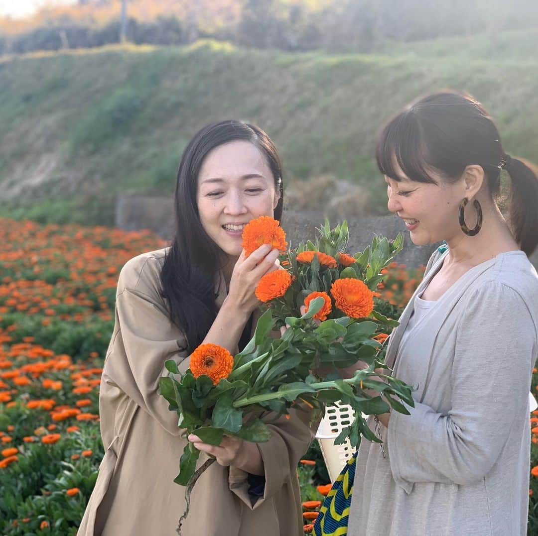 青山有紀さんのインスタグラム写真 - (青山有紀Instagram)「すごいものが出来てしまいました！！！✨✨✨ 始まりは昨年　#劒持奈央　ちゃんに紹介してもらった淡路島廣田農園さんの無農薬栽培カレンデュラ畑🌼今年もまた開花の時期にお邪魔したとき、カレンデュラのお花にはもちろん、これから命を咲かせる蕾の溢れる美しさと爆発的な底力のある輝くパワーに惹かれました。カレンデュラは優れた殺菌作用、抗菌作用をもつキク科の花。皮膚を美しく保つ力に加え、ストレスや頭痛、疲れの解消にも有効的✨合わせた鳴門オレンジは淡路島にしかない貴重な原種みかんで、爽やかな香りが気を巡らせ気分をスッキリさせてくれます🍊 今回なんと、奈央ちゃん家族が心を込めて畑で収穫して送ってくれました😭ありがとう🙏✨✨✨ ここに加えたのは、チベット天山雪蓮菌（チベットの標高6000m以上の高山に生息している天然菌。腸の浄化作用に優れ治療にも使われています。3年前にわたしのもとに届き、毎日話しかけながら育てた超パワフルな乳酸菌です）。さらに、沖縄産月桃のフラワーエッセンスもいれました。こちらは春分の日に開催した女性性イベント用に作っていただいたもの。自分自身とつながりやすくなり、グラウディング、女性性開花の波動が入っています🧚‍♀️💎✨ 3月からつくり始め、いま一番大切な腸と肺の浄化を願いながら朝夕混ぜ、Medicine Budda（お薬師様）のマントラを聴かせてゆっくり大切に育てました🙏✨ 育てたと言っても、出来上がった酵素はわたしの想像をはるかに超えるもの。料理はある程度手を加えたら素材や微生物にお任せすることで思いがけない味やパワーが生まれる、だから自分の力だけでなんとかしないでゆだねる気持ちが大切ですよ、とお料理教室でずっとお伝えしてきましたが、今回の酵素の仕上がりはまさにそう！太陽の光を目一杯浴びて育った素材たち、そして自然の微生物やスピリットたちのピチピチ生き生きした喜びの波動が素晴らしいのです✨そしてとても美味しい💕 HP通販ページにて販売スタートしました！ぜひお試しいただけると嬉しいです❤️❤️❤️ #青山有紀 #青家の酵素シロップ」5月2日 19時16分 - yukiaoya