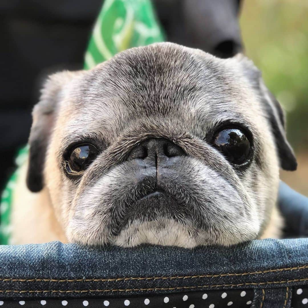八兵衛のインスタグラム：「Hachibei 💚 * * 今年初。 * * #保冷剤 #手ぬぐい  #ほぼ黒パグ #おじいちゃん犬 #pug #puggy #puglife #puglove #petstagram #pugstagram #pugsofinstagram #pugs #dog #ふわもこ部  @igersjp #IGersJP #east_dog_japan #pecoイヌ部 #八兵衛 #はちべえ #朝ワンコ夕ニャンコ」