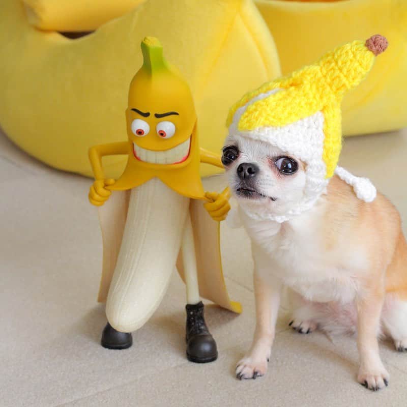 まち(Machi)のインスタグラム：「. 😝🍌 . #chihuahua #chihuahuas #dog #instadog  #weeklyfluff #doglover #chihuahualove #ふわもこ部 #choco #azuki #omochi #チワワ #ちわわ #犬 #スムチー #ロンチー #ちわすたぐらむ #いぬすたぐらむ #ちわわ部」