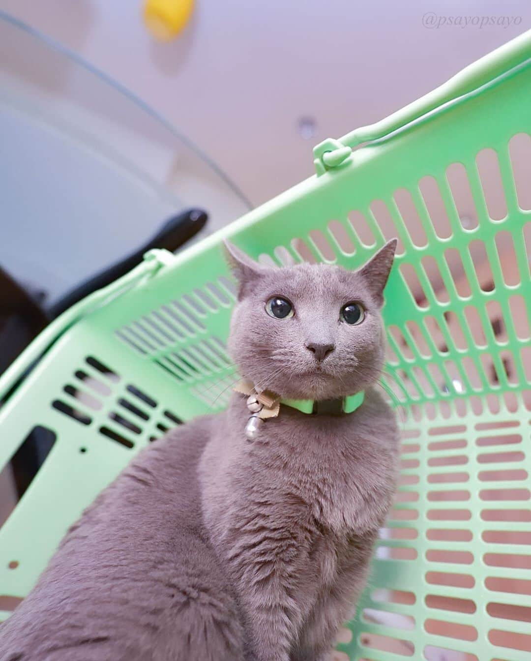 ❤?❤❤❤ Sayo ??❤?❤️❤️❤️のインスタグラム：「★ Happy Caturday ★. . Juno is extremely cute when taken with a wide-angle lens. It's like an anime  character. Dora-emon!?. . ステイホームでハッピーキャッタデーにゃ😺💕　. いつもは58mmの単焦点レンズで撮ってるけど12-24mmの広角レンズを使って撮るとかなり雰囲気変わります😊でもこれはこれで可愛いでしょ⁈💕姐さんドラえもんみたいだにゃ😺 . 😺  #weeklyfluff  #pets_perfection  #pets_of_our_world  #igersjp  #paw_smile_pictures #balousfriends #catstocker #nc_cuties #raw_pets #nekoclub #NECOくらぶ #jaw_dropping_shots #bestphoto_japan #IG_JAPAN #petoftoday #ビューティープロコンテスト  #PETS_iLLife  #catsofinstagram #みんねこ #猫とおうち時間  #ペットの笑顔はおうちの中から  #ロシアンブルー #ねこ  #いぬすたねこすたグランプリ」