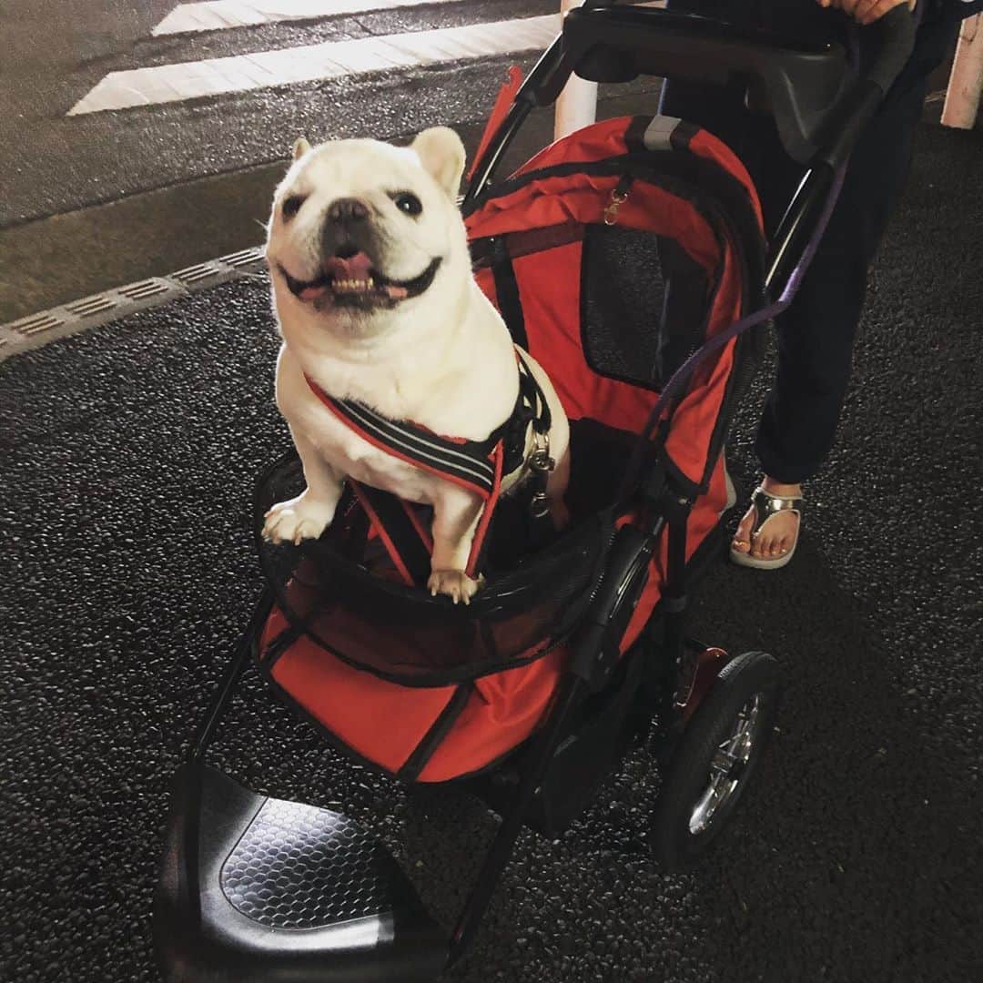 タニム（マーブル母）のインスタグラム：「* Night walk🌙 姉にカートを押してもらって夜ん歩🐾 満喫のマーブル🐷✨ * #姉妹で息抜き #夜は人が全然いない #近所の道路がキレイになっていて驚く姉 #自粛して２ヶ月が過ぎた #早く終息して学校行きたいね #私のアモーレ👩🏻🐷❤️」