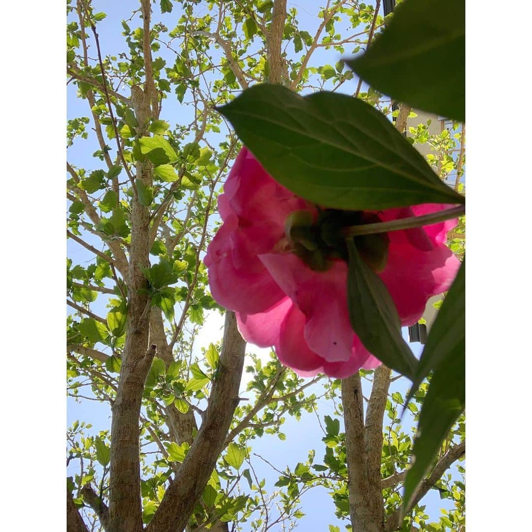 藤原美智子さんのインスタグラム写真 - (藤原美智子Instagram)「・ これは何でしょう。 これは何の花でしょう。 2枚目のpicでわかった人は凄いかも❣️ そう、#シャクヤク です👏 ・ 一昨日までは蕾だったのに昨日の夏日のようなお天気で、いきなりの満開😆 ・ 見ているだけで優雅な気分になるシャクヤク。秋にもっと植えて(1本しかないの)、シャクヤクコーナーにしよっかな✨ ・ #未来のための計画  #って #ワクワクする #大事なことだなぁ #とつくづく #今も未来も大事大事 #そして #未来を考えられるって #幸せなこと #だったのね #ガーデニング #ガーデニング備忘録 #芍薬 #藤原美智子 #fujiwaramichiko #ladonna #michikolife」5月3日 6時15分 - michiko.life